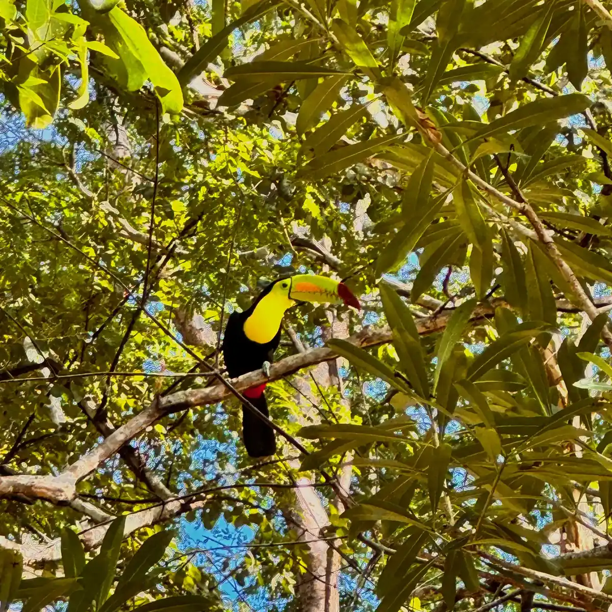 A toucan in the canopy above the village